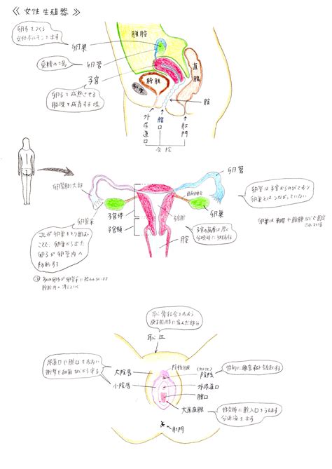 女性生殖器|女性生殖器の構造